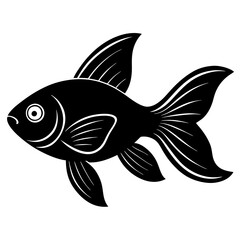 black and white goldfish