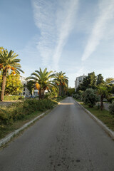 Fototapeta premium Straight road with palm trees in the city Bar, Montenegro