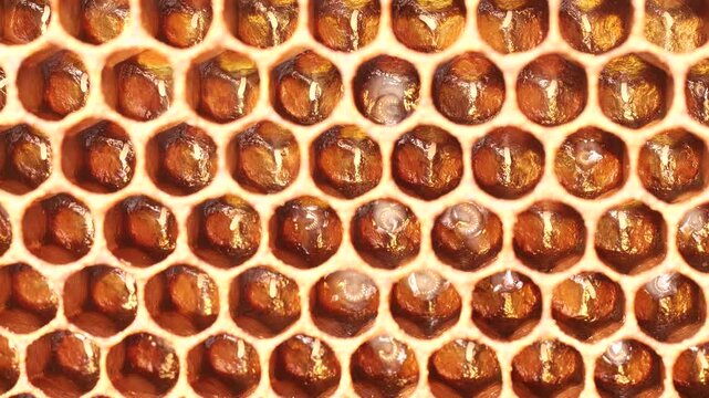 Eggs and larvae of future honey bees.
These are two successive phases of honey bee development.
