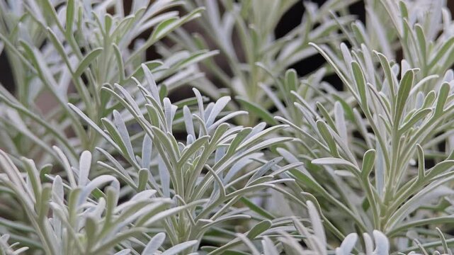 Close up of crossostephium bonsai at outdoors.
