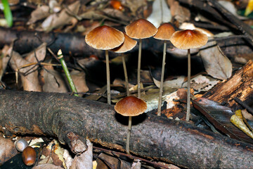 雑木林の土壌に細い脚で立つナヨタケ（自然光+ストロボ・マクロ接写）