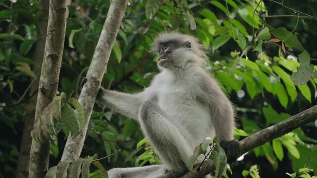 Close up footage of a primates known as White-Tighed Surili/Langur sitting on a branch of a big tree in a beautiful rainforest. Out of focus leaves in the foreground and background.