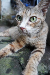 A close-up of a brown-orange tabby cat with vibrant green eyes and distinct facial markings, lying on a moss-covered concrete surface. The outdoor background is blurred, adding focus to the cat's 
