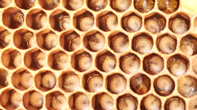Eggs and larvae of future honey bees.
These are two successive phases of honey bee development.
