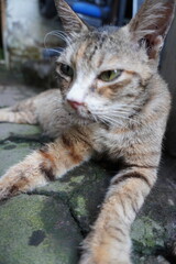 A weary brown-orange tabby cat with green eyes lies on a mossy concrete floor. Its fur appears slightly unkempt, and its tired expression is emphasized by the soft focus of the blurred outdoor 