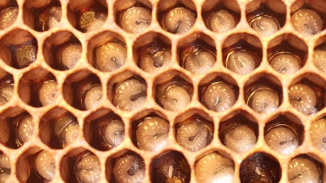 Eggs and larvae of future honey bees.
These are two successive phases of honey bee development.
