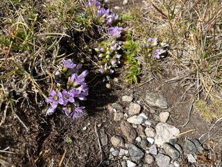 Purple crocus flowers in the forest