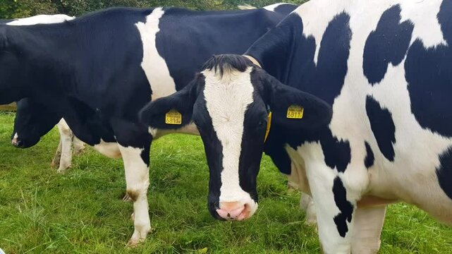 black and white cows standing in lush green pasture on a partly sunny day, filmed near Bern in Switzerland