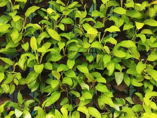 green leaf background. nature wallpaper.