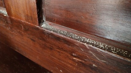 termite droppings on brown wooden chair