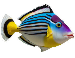 colorful Picasso Triggerfish isolated