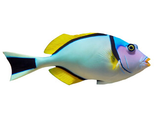 Picasso Triggerfish isolated on white