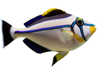 Picasso Triggerfish isolated