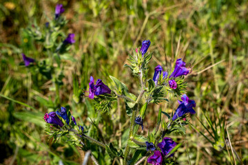 Fynbos, a type of natural spring vegetation in South Africa, also known as scrubland or Cape flora.