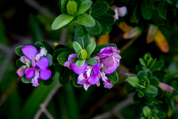 Fynbos, a type of natural spring vegetation in South Africa, also known as scrubland or Cape flora.