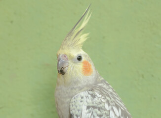 The face of an Australian parakeet that looks very dashing and dignified with a crest standing upright. This hook-billed bird has the scientific name Nymphicus hollandicus.