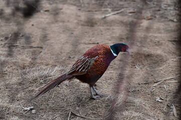 Raising Caged Pheasants, czech farm, nature landscape