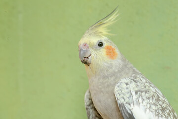 The face of an Australian parakeet that looks very dashing and dignified with a crest standing upright. This hook-billed bird has the scientific name Nymphicus hollandicus.