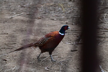 Raising Caged Pheasants, czech farm, nature landscape