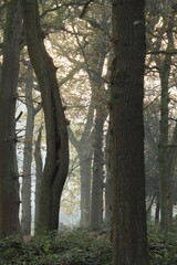 Misty morning glade of trees