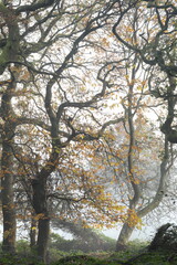 Obraz premium The last of the autumn leaves