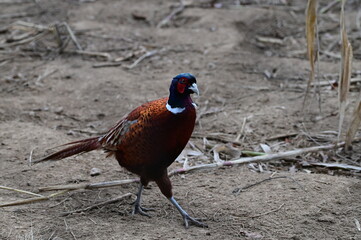Raising Caged Pheasants, czech farm, nature landscape