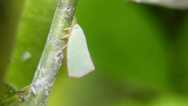 Close-up of a leafhopper, Sogatella furcifera horvath, perched on a stem. The blurred green background enhances the beauty of this fascinating creature, highlighting its role in the ecosystem.