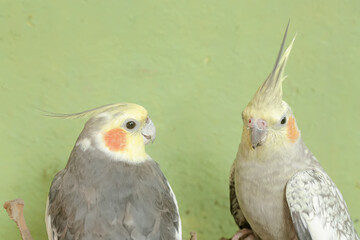 The face of a pair of Australian parakeets that looks very dashing and distinguished with a crest standing upright. This hook-billed bird has the scientific name Nymphicus hollandicus.