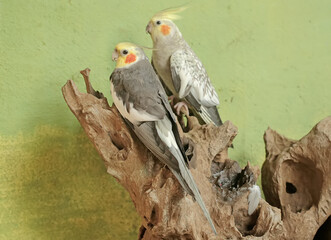 A pair of Australian parakeets are resting on a dry tree trunk. This hook-billed bird has the scientific name Nymphicus hollandicus.