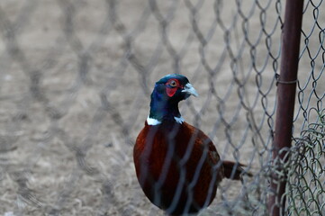 poultry, pheasant in the aviary on the farm