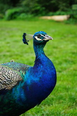 Fototapeta premium beautiful bright blue peacock on a background of grass