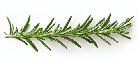 Fototapeta premium Rosemary plant branch with vibrant green leaves on white background in top-down view.