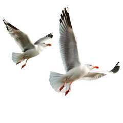 Fototapeta premium seagulls in flight