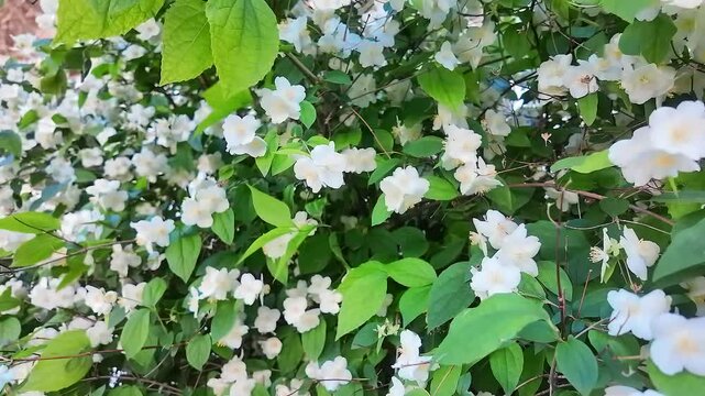 Beautiful white flowers blooming on a lush green shrub in a tranquil garden setting during springtime.