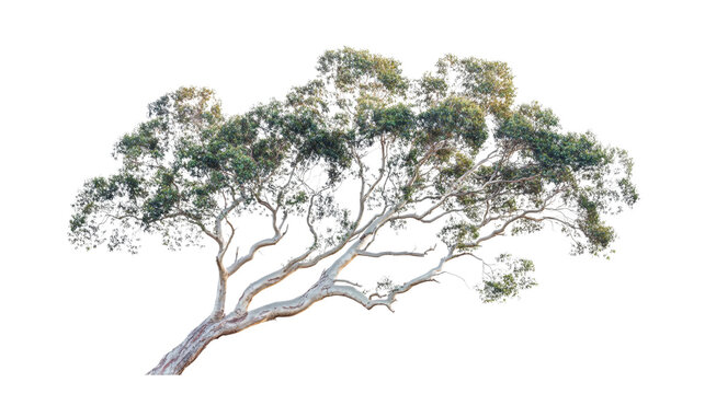 Eucalyptus tree isolated on transparent background for garden design.