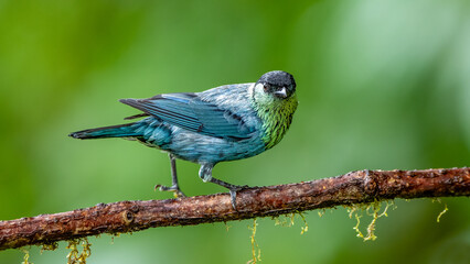 Bright blue tropical bird against dark green rainforest. Black-capped Tangara, Tangara hemiptera. Male isolated on mossy branch in Ecuadorian rainforest.