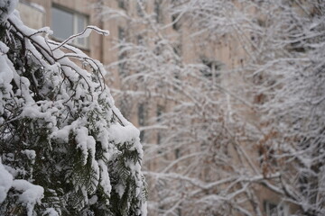 Branches under a large layer of snow in the city square.
