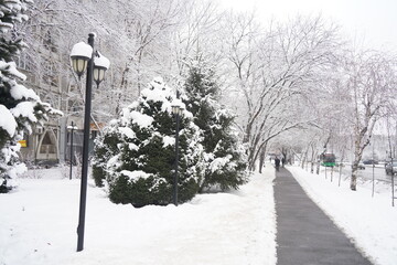 Branches under a large layer of snow in the city square.