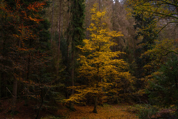 Fototapeta premium Ein leuchtender Baum im dunklen Wald