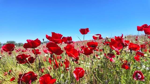 Vibrant wildflower field in full bloom showcasing red poppies under a clear blue sky during springtime
