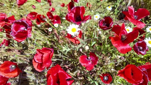 Vibrant wildflower field in full bloom showcasing red poppies under a clear blue sky during springtime
