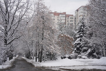 Branches under a large layer of snow in the city square.