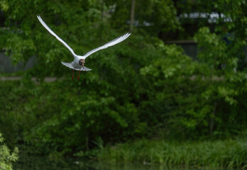 A seagull in flight against the background of a green forest.