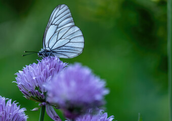 A white butterfly on a blooming onion in close-up.