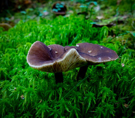 mushroom in the forest