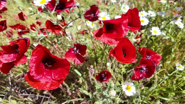 Vibrant wildflower field in full bloom showcasing red poppies under a clear blue sky during springtime