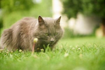 Long-haired gray cat in the yard