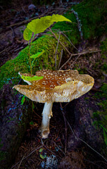 Mushroom in the forest 