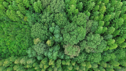 Dense green trees aerial perspective