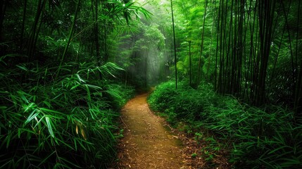 Serene Pathway Through Lush Bamboo Forest